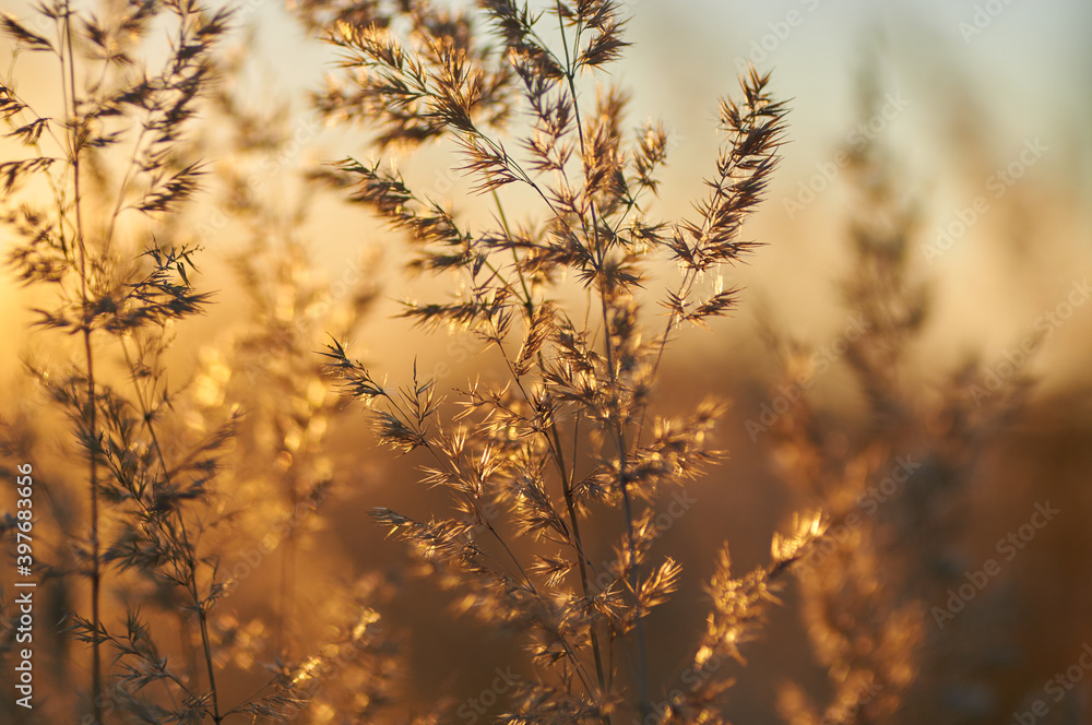 Picturesque grasses in the setting sun in sepia and brown tones Picturesque grasses in the setting sun in sepia and brown tones