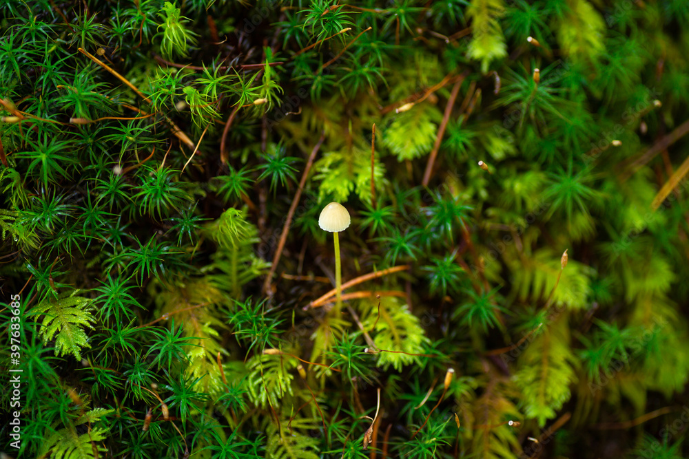 Small white mushroom growing from moss Small white mushroom growing from moss
