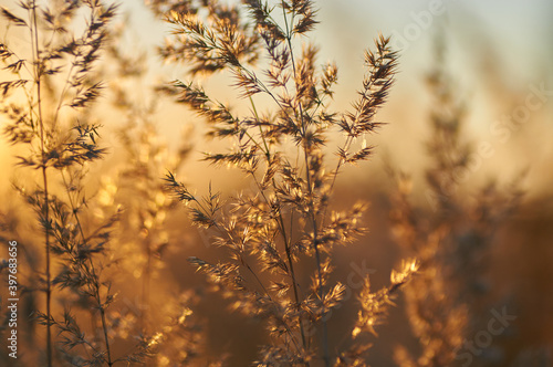 Picturesque grasses in the setting sun in sepia and brown tones