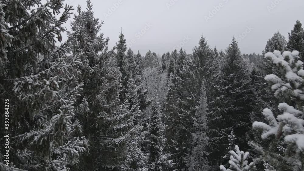 winter coniferous forest from the air winter coniferous forest from the air