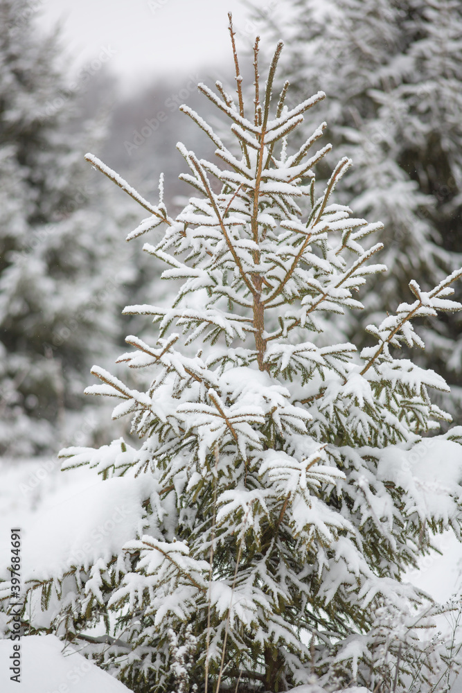 Christmas tree covered with snow in winter close-up