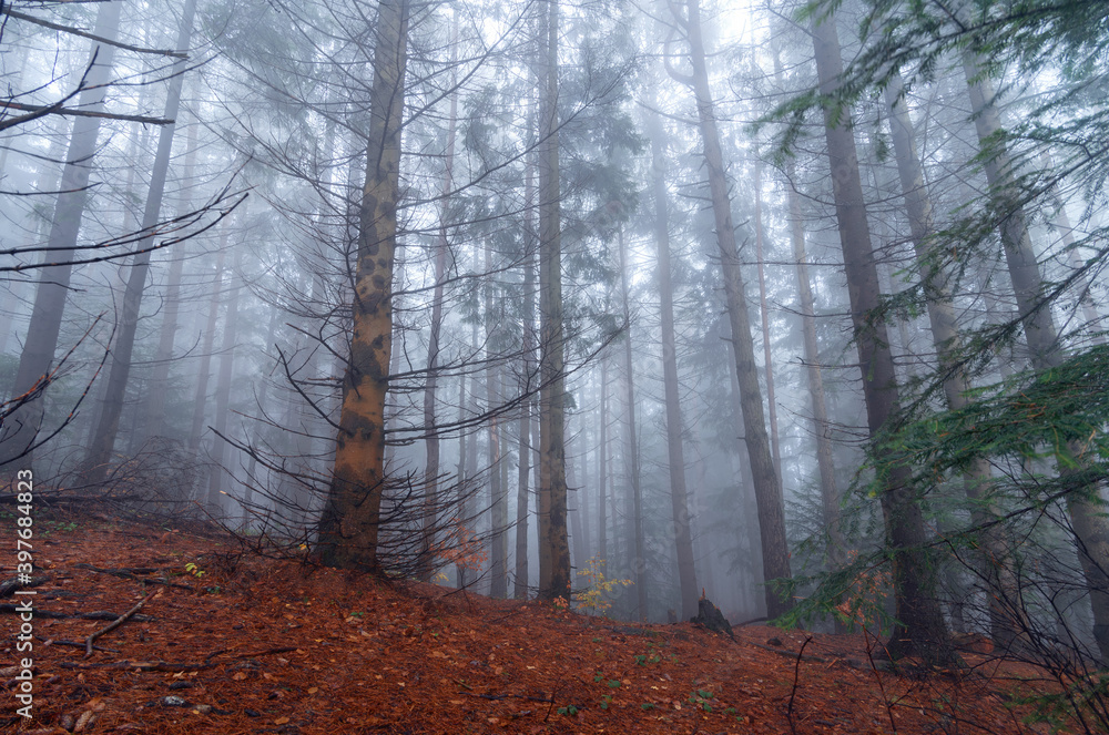 Fototapeta premium Dark foggy forest in the autumn morning.