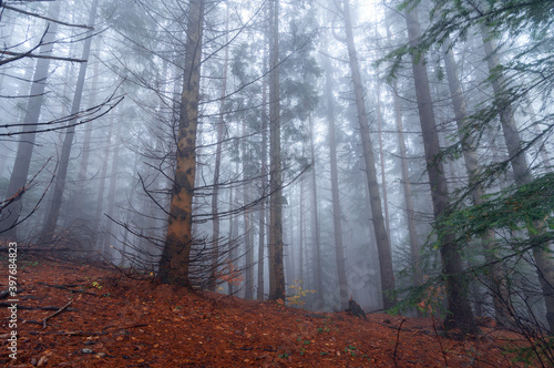Dark foggy forest in the autumn morning. © Артур Ничипоренко