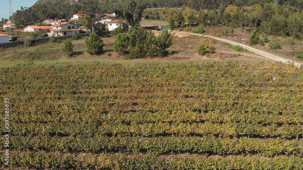 Aerial view of winery estate in Minho Region, the biggest wine producing region in Portugal. Harvesting grapes in vineyard, workers pick grapes, growing wine. Farmers at the harvest collecting grapes.