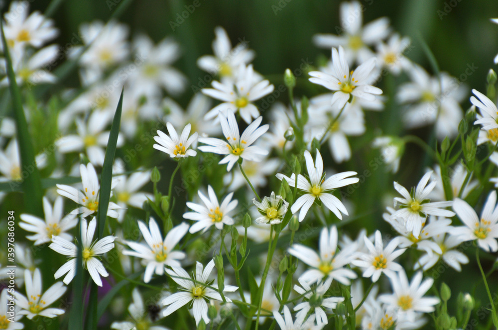 In the forest in the wild bloom Stellaria holostea In the forest in the wild bloom Stellaria holostea