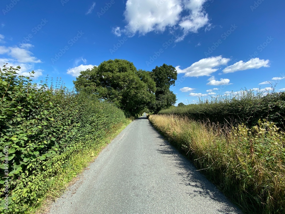 Looking up, Wescoe Hill Lane, with high hedgerows, wild grasses, and blue skies in, Weeton, Harrogate, UK