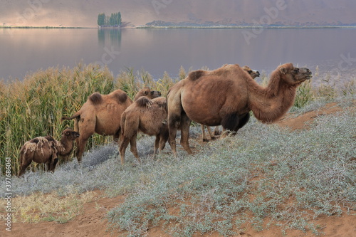 Bactrian camel group-Sumu Barun Jaran Lake reedbeds-Badain Jaran Desert-Inner Mongolia-China-1147 photo