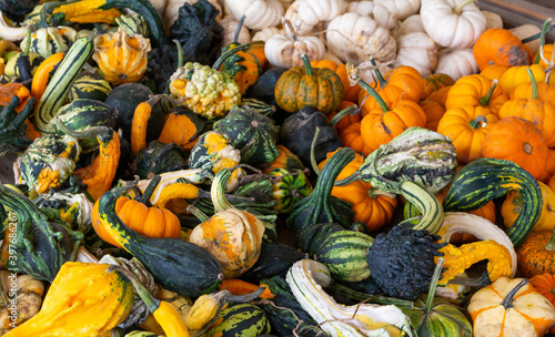 Fall Harvest of Colourful Gourds