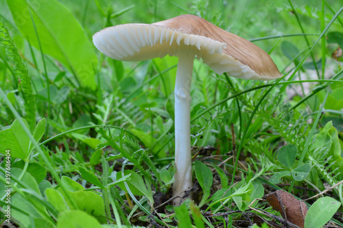 One single specimen of Hygrocybe fornicata or Earthy Waxcap mushroom photo