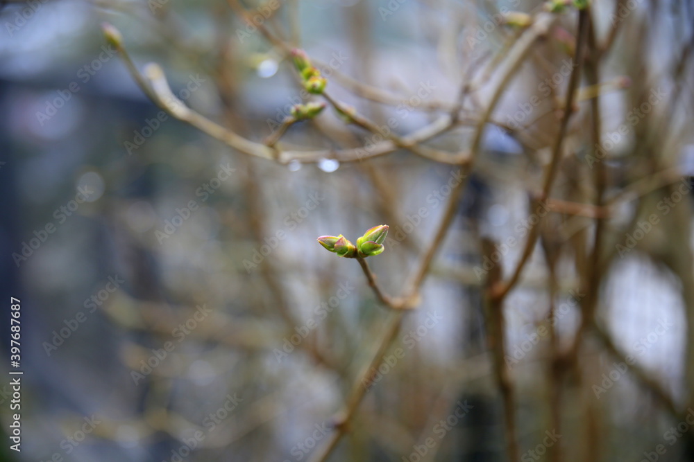 Sprouts on branches of lilac in the rain Sprouts on branches of lilac in the rain