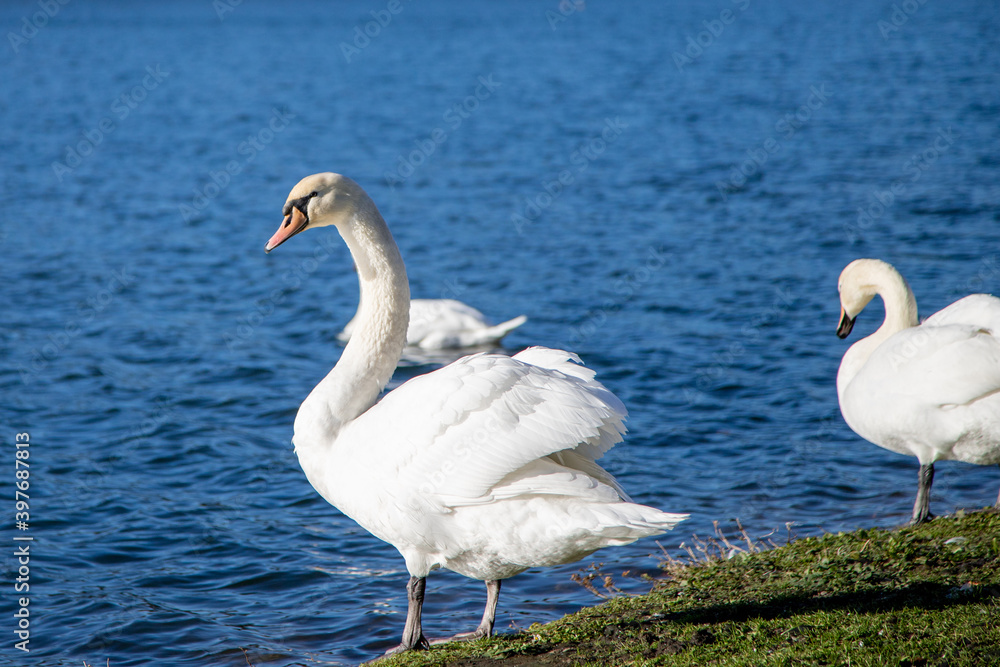 Naklejka premium swan resting at the shore of a lake in a park