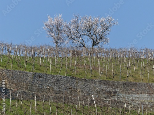 Weinberge mit blühenden Mandelbäumen und Weinbergmauern