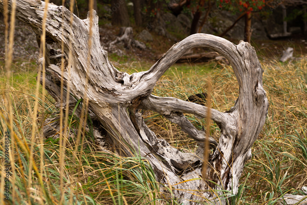Fototapeta premium Driftwood on a grassy shore