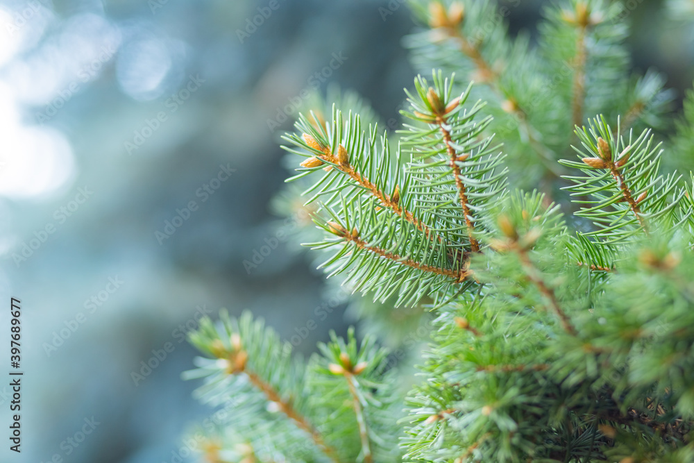 Christmas tree on blurred background. Close up of fir branches with bokeh. Spruce needles out of soft focus. New year concept for a holiday card. Copy space