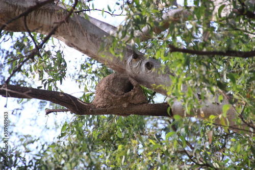 Photography horneros birds with their nests touring the park