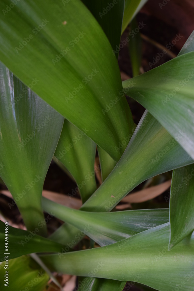 close up of green leaves close up of green leaves