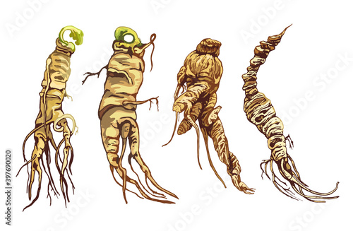 Root panax ginseng. Vector color vintage hatching illustration isolated on white