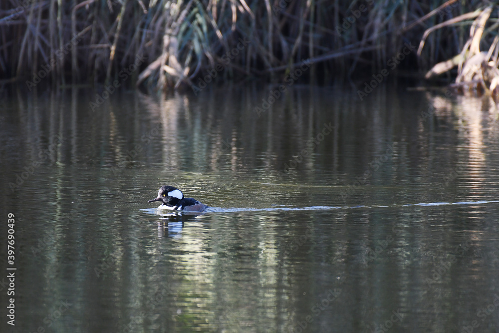 Hooded Merganser swimming in a pound with reflection in water Hooded Merganser swimming in a pound with reflection in water