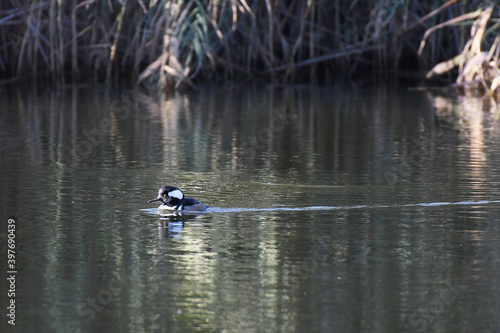 Hooded Merganser swimming in a pound with reflection in water