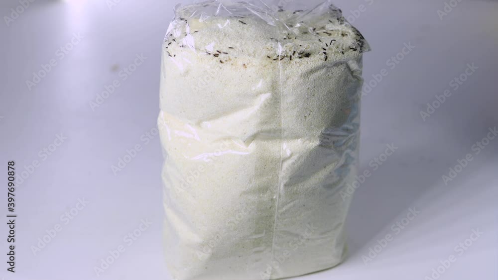 Flour beetle Tribolium confusum in a plastic bag with semolina. Small