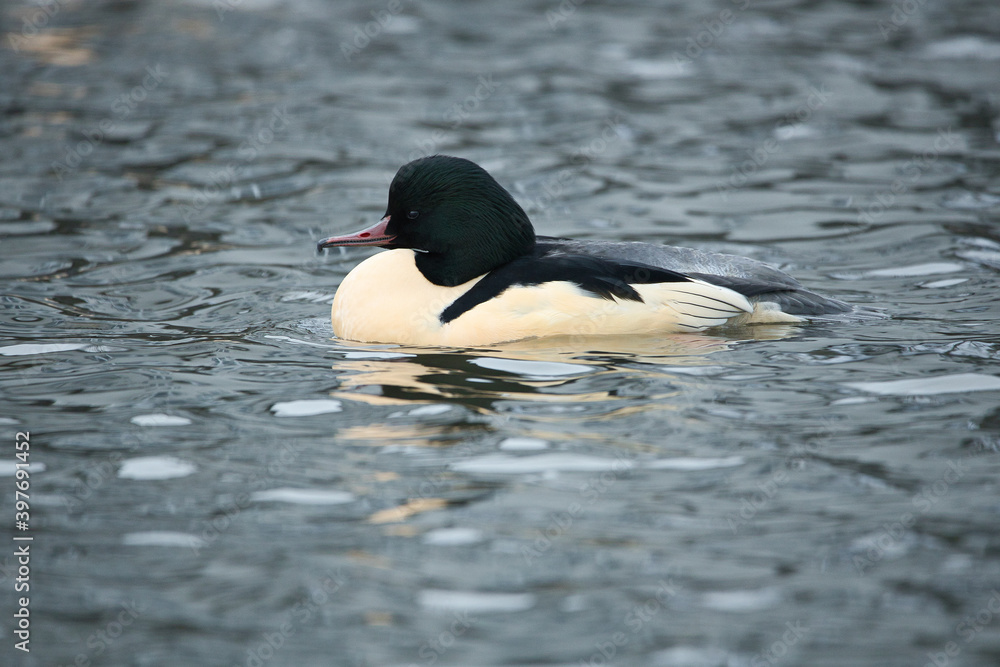 Fototapeta premium Birds in iceland Common merganser male