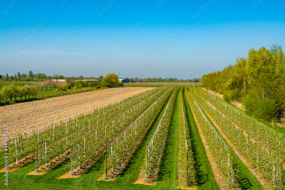 Rows with blossoming plum, apple, cherry, pear fruit trees in springtime in farm orchards, Betuwe, Netherlands