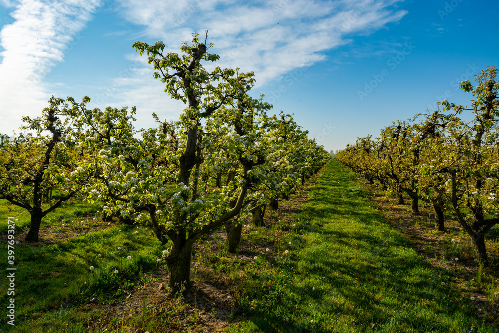 Rows with plum or pear trees with white blossom in springtime in farm orchards, Betuwe, Netherlands