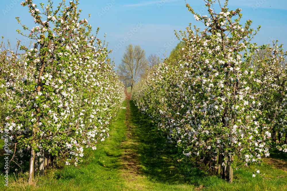 Rows with blossoming apple fruit trees in springtime in farm orchards, Betuwe, Netherlands
