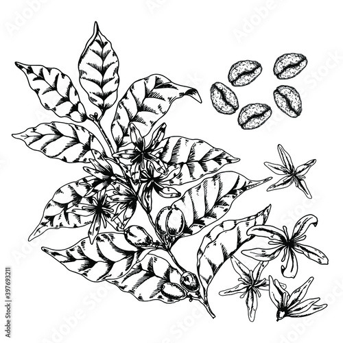 Vector illustration of the Coffee tree with leaves, flowers and beans. Botanical sketch. Hand drawing on white background