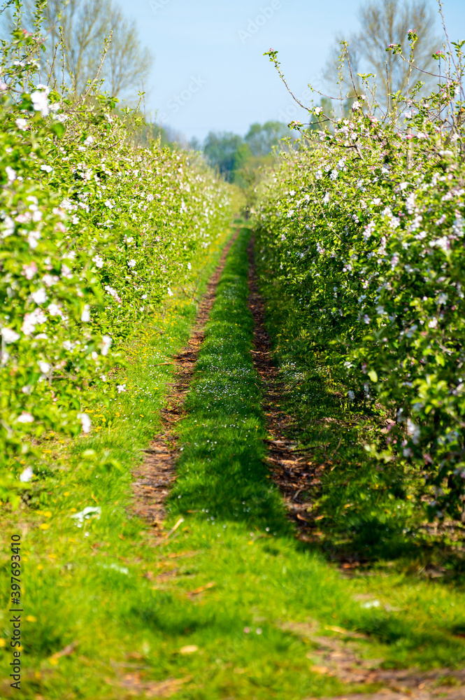 Fototapeta premium Rows with blossoming apple fruit trees in springtime in farm orchards, Betuwe, Netherlands