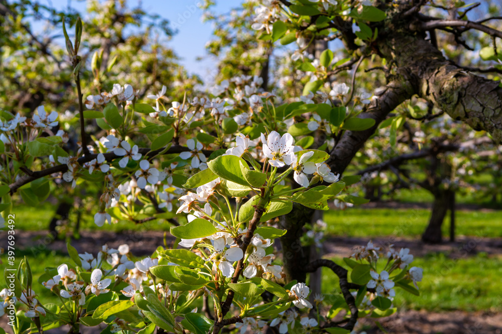 Rows with plum or pear trees with white blossom in springtime in farm orchards, Betuwe, Netherlands Rows with plum or pear trees with white blossom in springtime in farm orchards, Betuwe, Netherlands