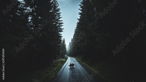 Foto Dog happily walking on road in the moody autumn forest, in Jizerske hory