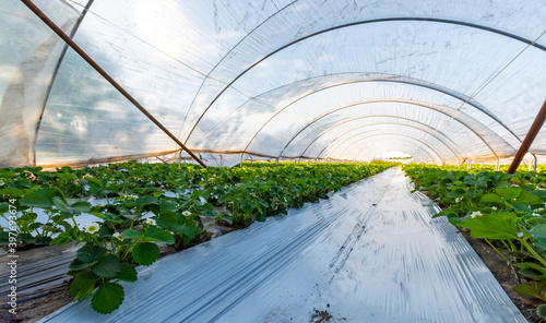 Cultivation of strawberry fruits using the plasticulture method, plants growing on plastic mulch in walk-in greenhouse tunnels