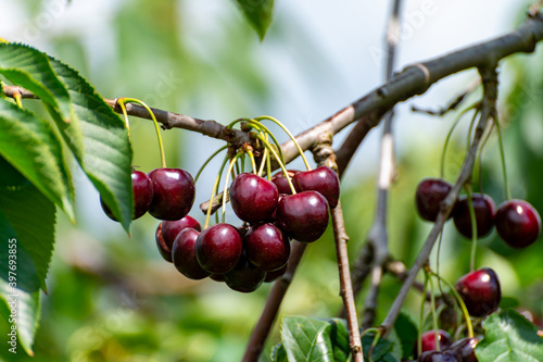 Big dark ripe cherries on cherry trees plantation in Netherland