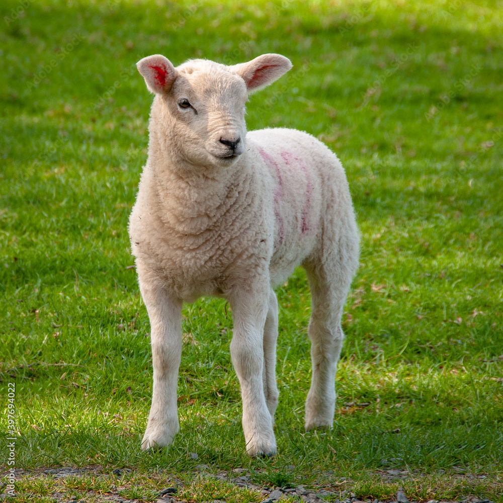 Lamb in field Lamb in field