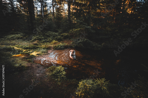 Wallpaper Mural Playful dog (rough collie) standing in the lake during cold autumn sunset Torontodigital.ca