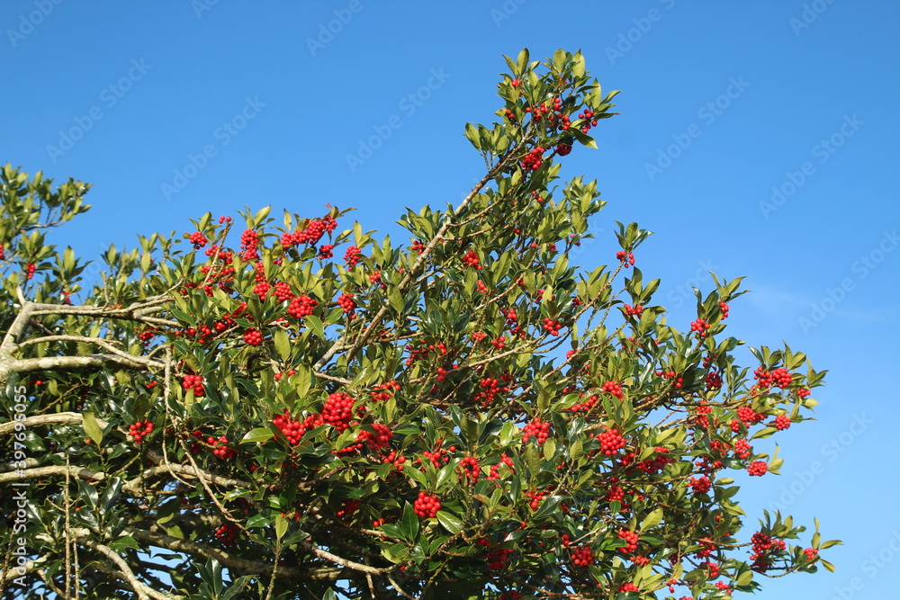 Holly plant growing outdoors featuring green foliage and red berries against backdrop of blue sky