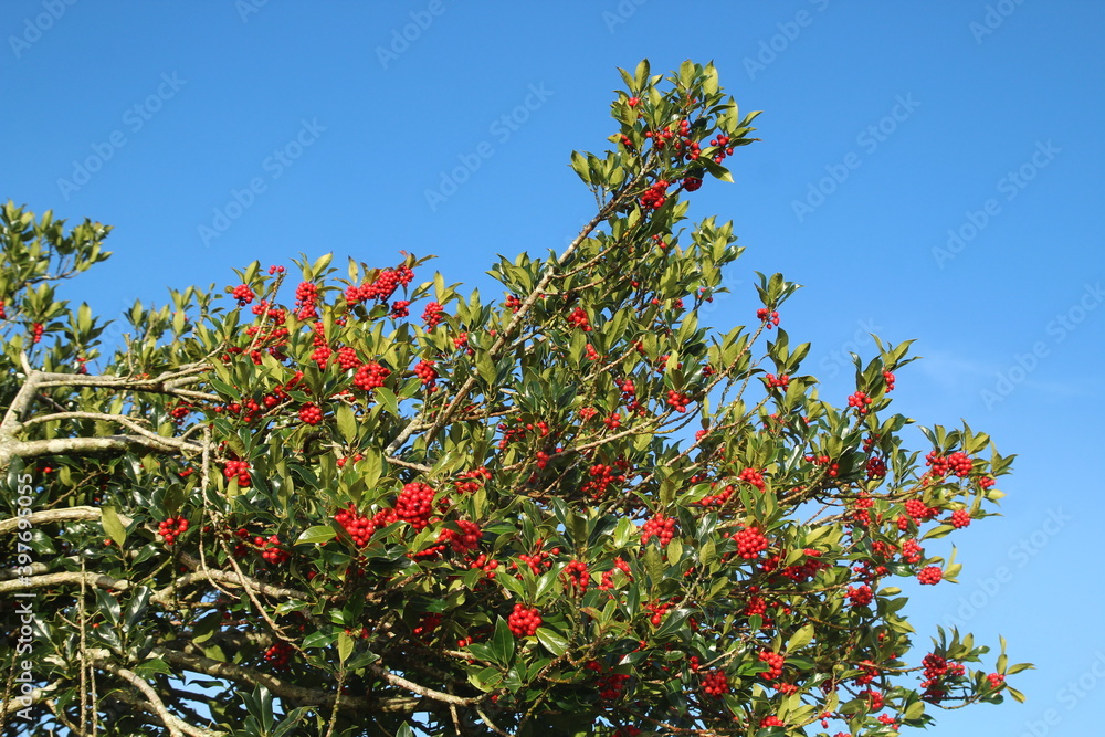 Fototapeta premium Holly plant growing outdoors featuring green foliage and red berries against backdrop of blue sky