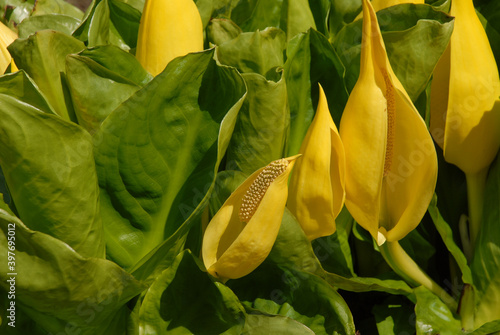 Yellow Skunk Cabbage flowers in bloom, also known as Lysichiton Americanus photo