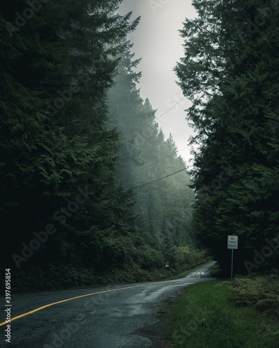 Rural road through misty forest
