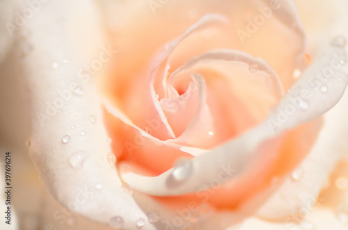 Open pink rose bud with water drops