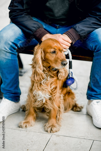 English Cocker Spaniel dog breed. Dog sitting on the ground with a man in the background holding him on his leash.