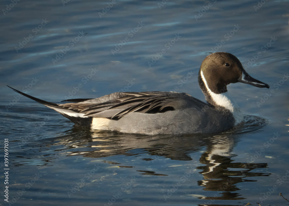 duck on the water duck on the water