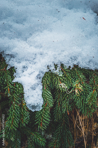 christmas tree in the snow