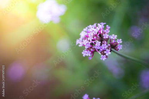 The background image of the colorful flowers