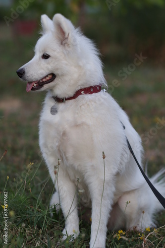 White fluffy beautiful samoyed dog, dog walking, white wool, nice pet
