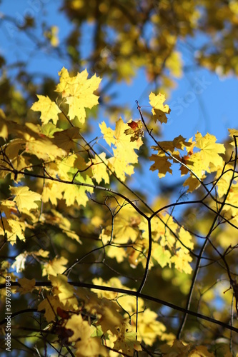 Yellow leaves, autumn, beautiful nature