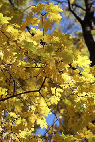 Yellow leaves, autumn, beautiful nature
