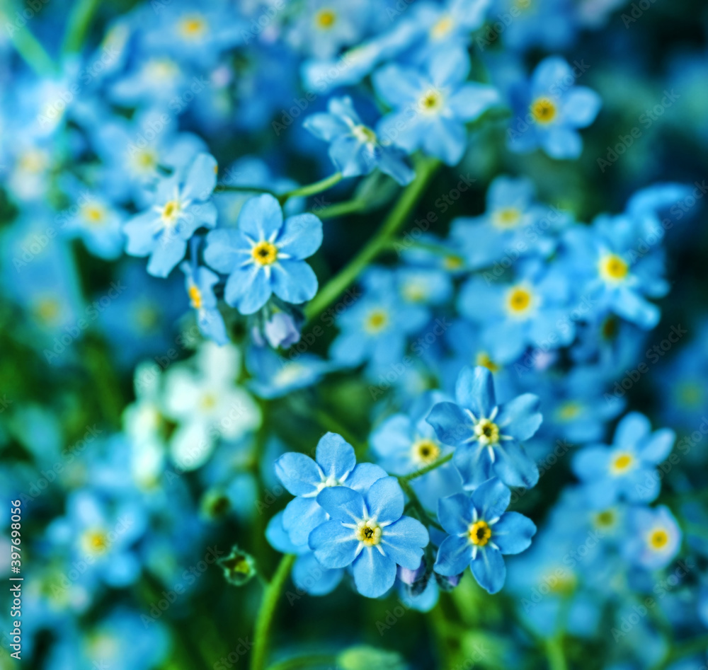 Blue delicate spring flowers of forget-me-nots Blue delicate spring flowers of forget-me-nots