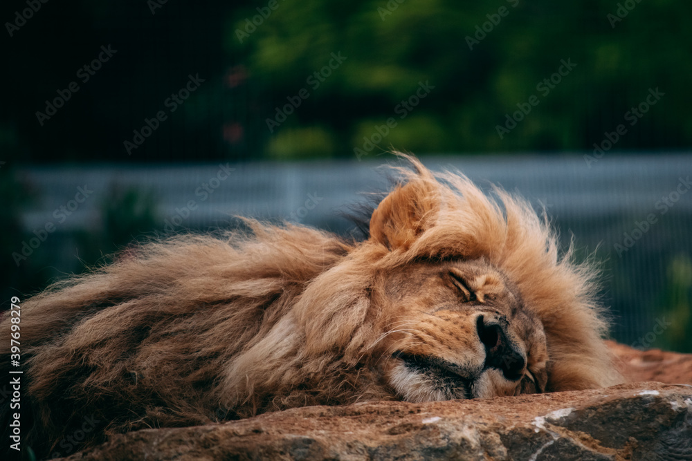 Naklejka premium Photo of lion in the zoo
